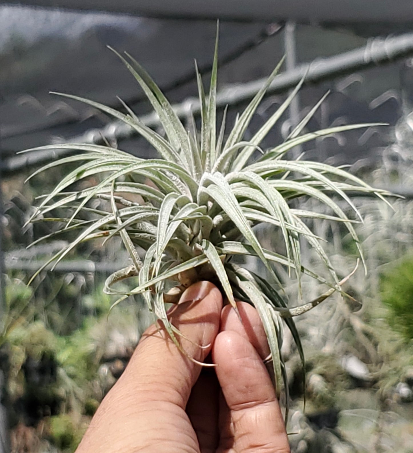 Tillandsia sucrei