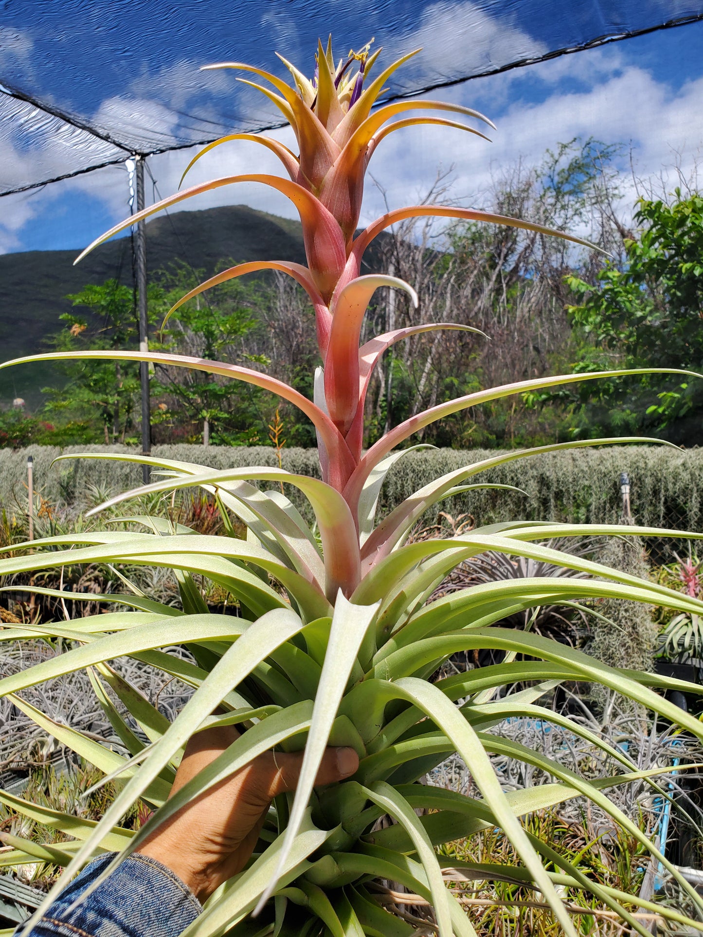 Tillandsia rhodocephala