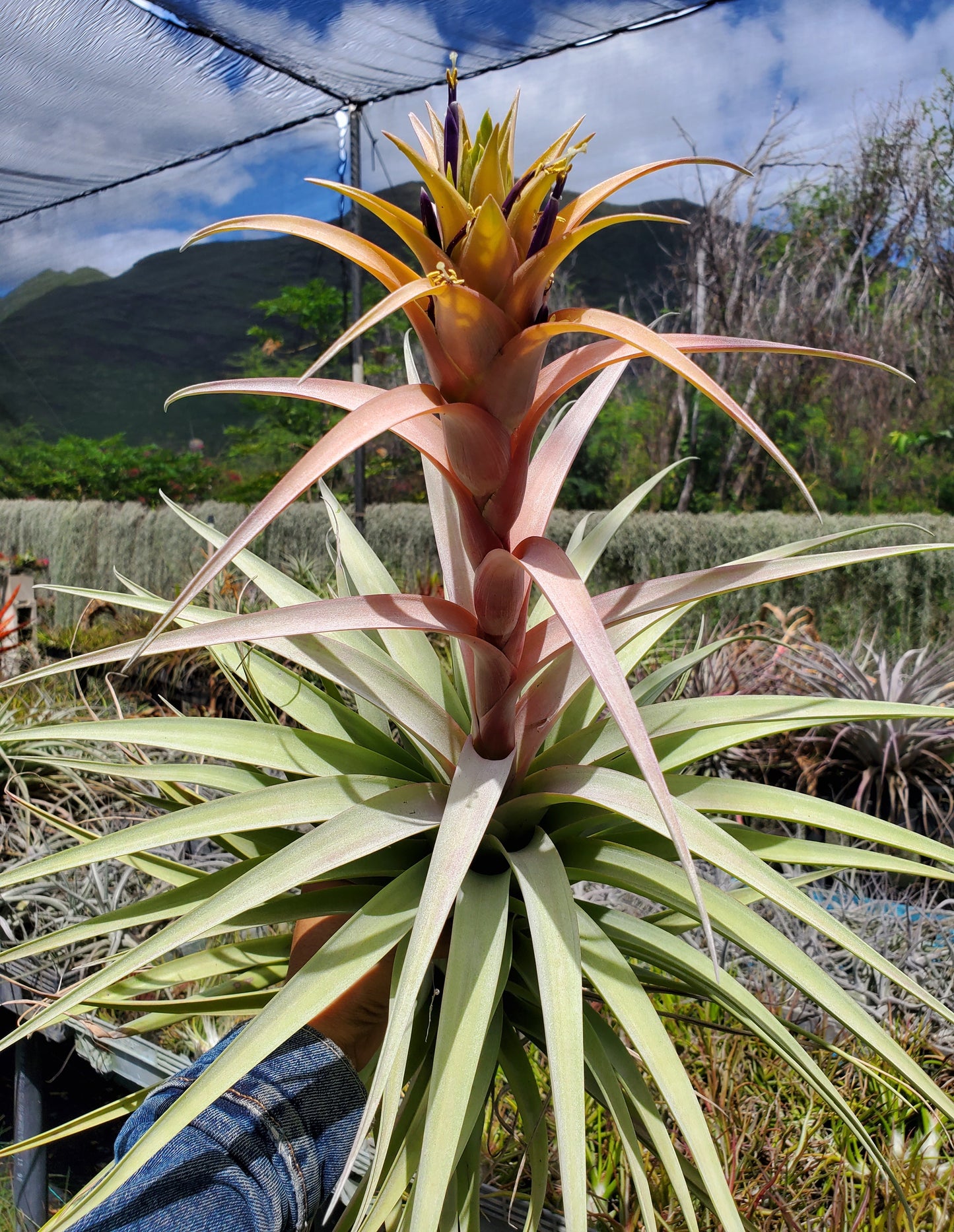 Tillandsia rhodocephala