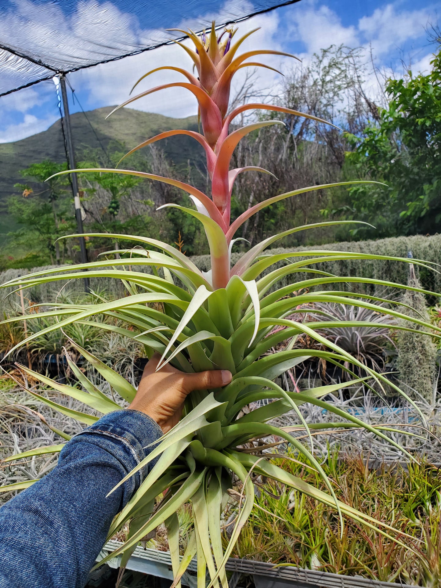 Tillandsia rhodocephala