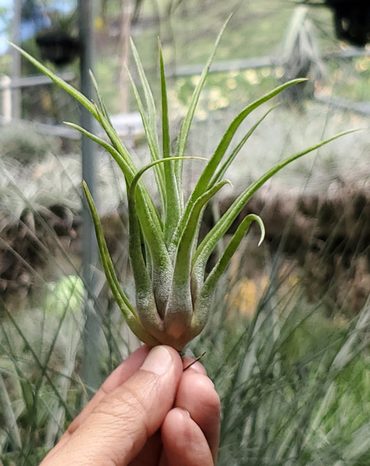 Tillandsia (ionantha x bulbosa large form) x streptophylla. (seedling)