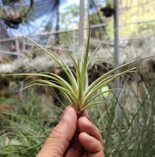Tillandsia espinosae large form x flabellata. (seedling)
