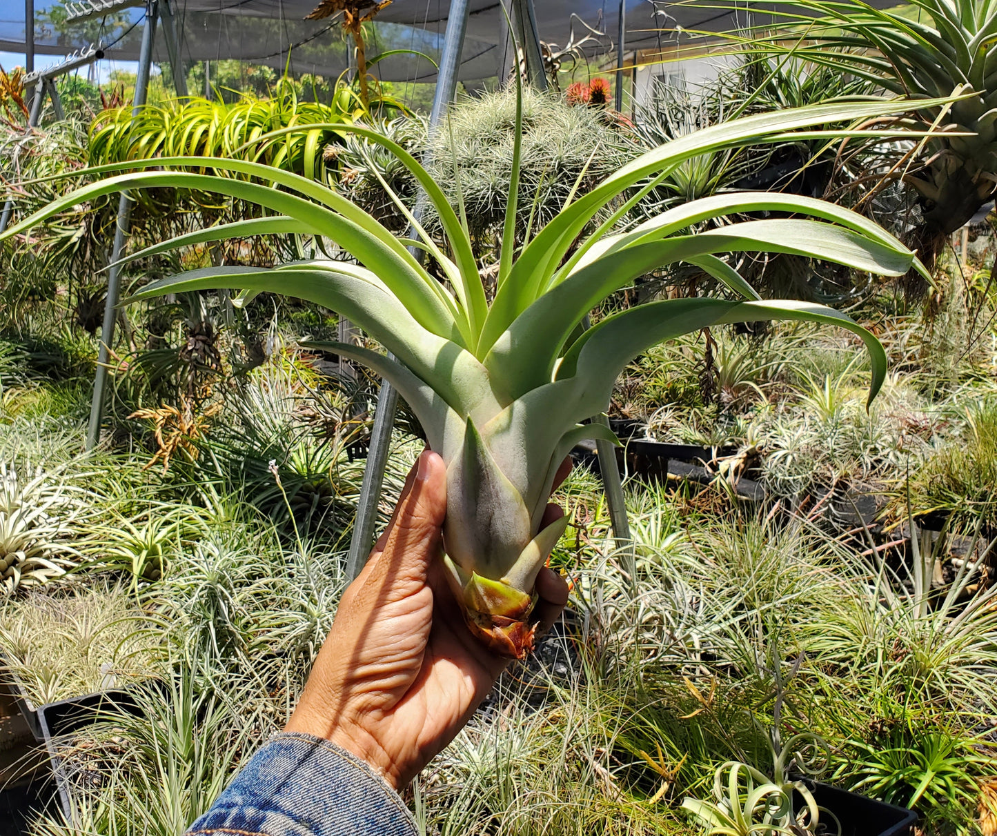 Tillandsia xerographica x rothii