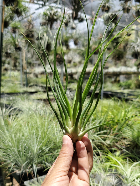Tillandsia flagellata x bulbosa large form. (large seedling)