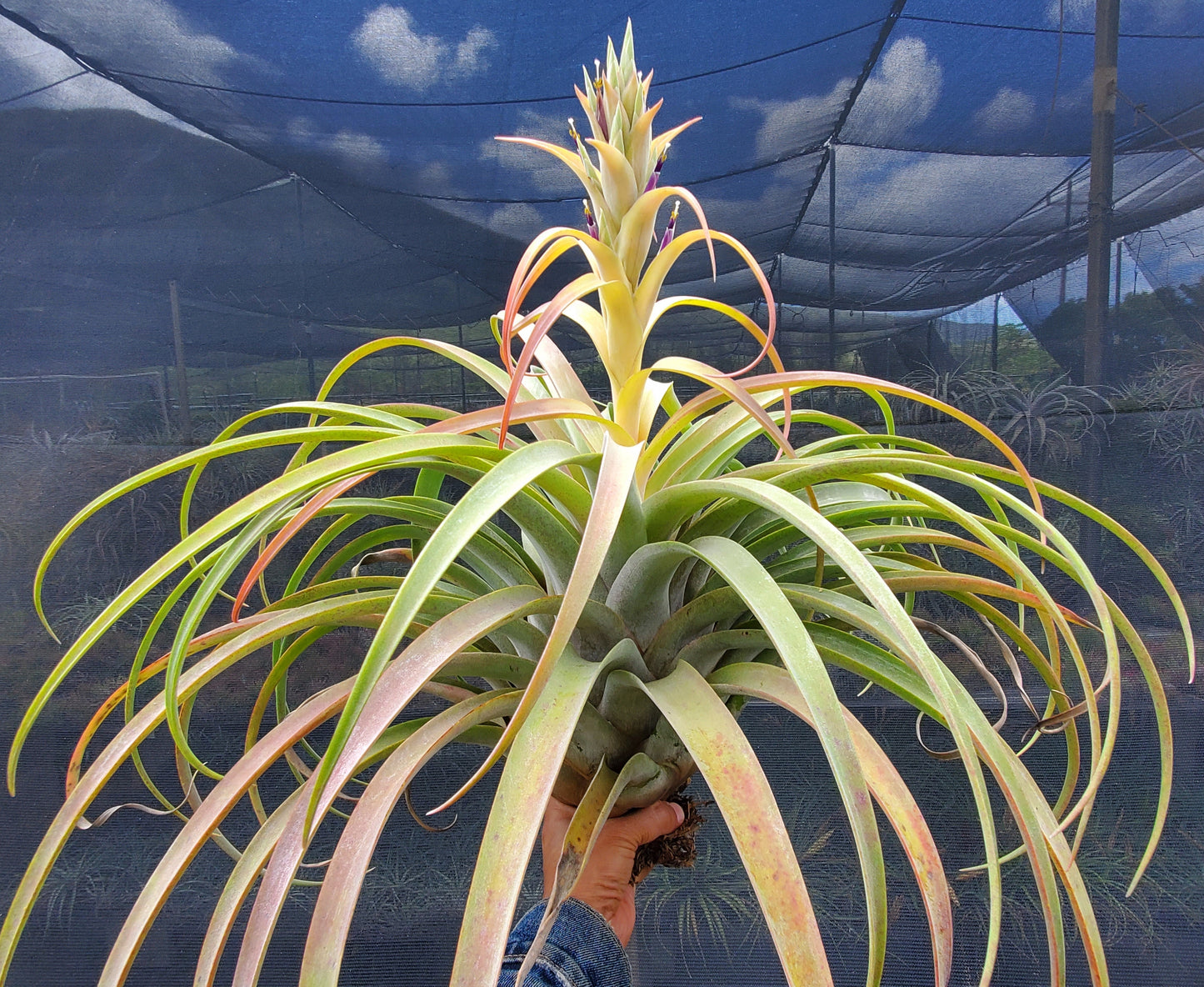 Tillandsia Hawaiian Monarch. (capitata orange form x streptophylla)