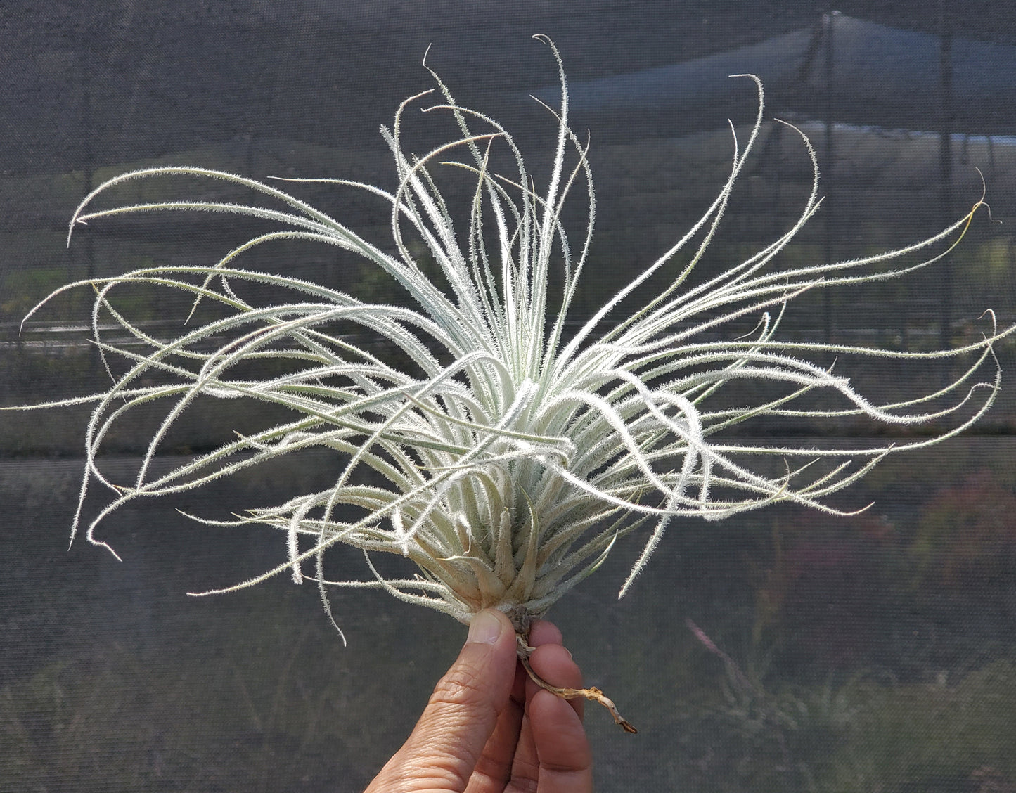 Tillandsia tectorum.  Large fuzzy white