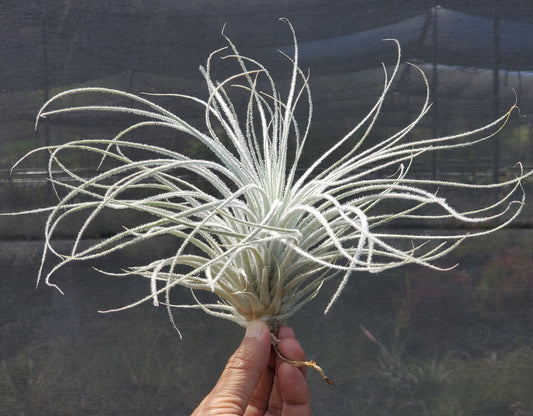 Tillandsia tectorum.  Large fuzzy white