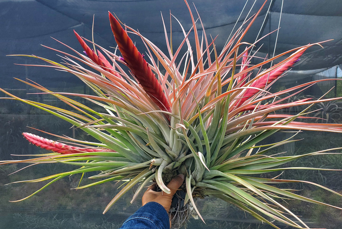 Tillandsia Flaming Spears. (concolor x chiapensis)