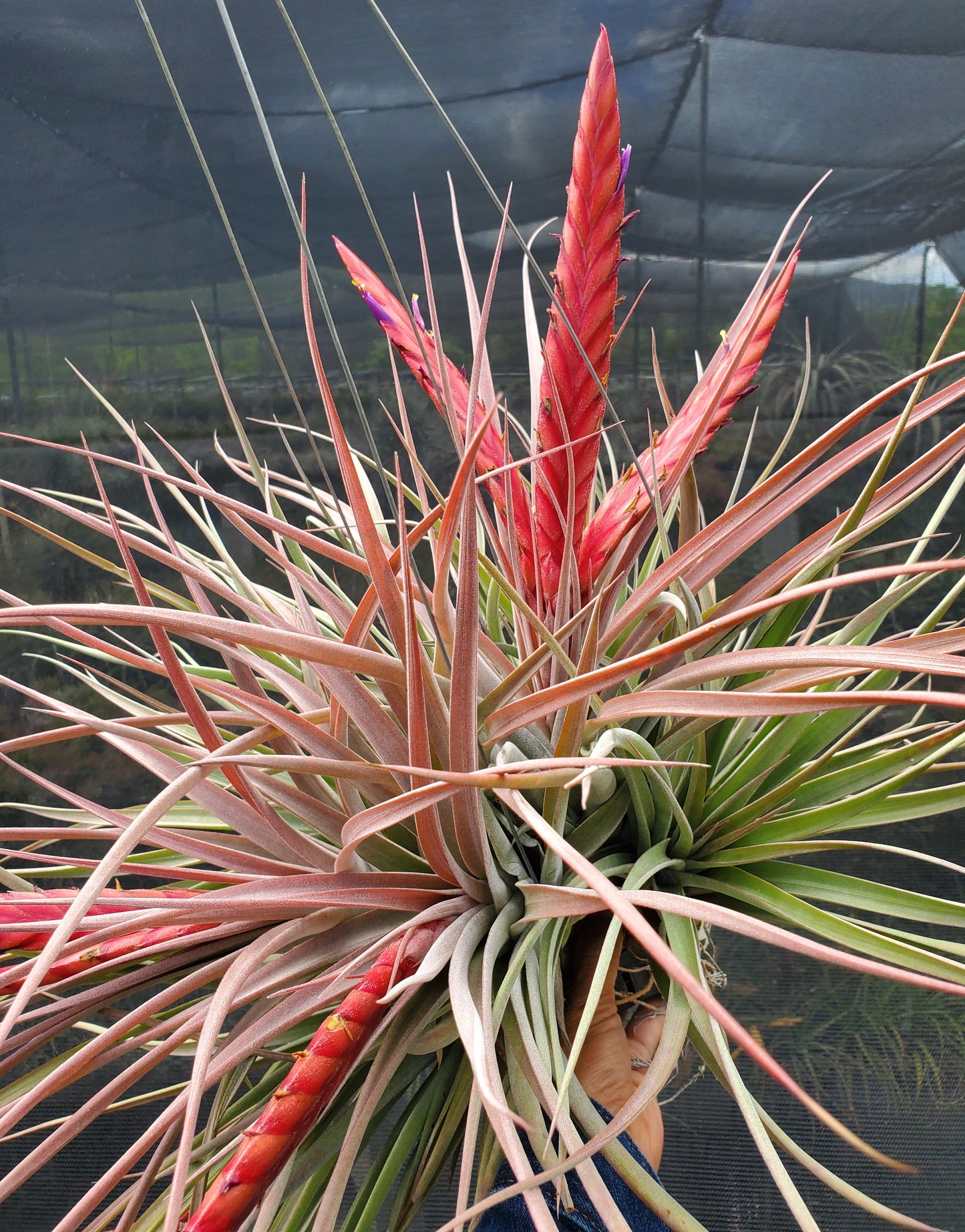 Tillandsia Flaming Spears. (concolor x chiapensis)