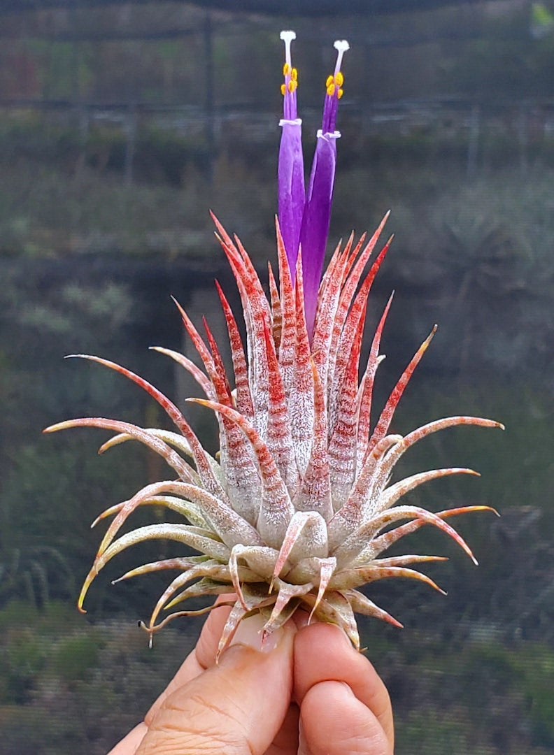 Tillandsia ionantha Hawaiian Zebra. (ionantha Hawaiian Lavender x ionantha Zebrina