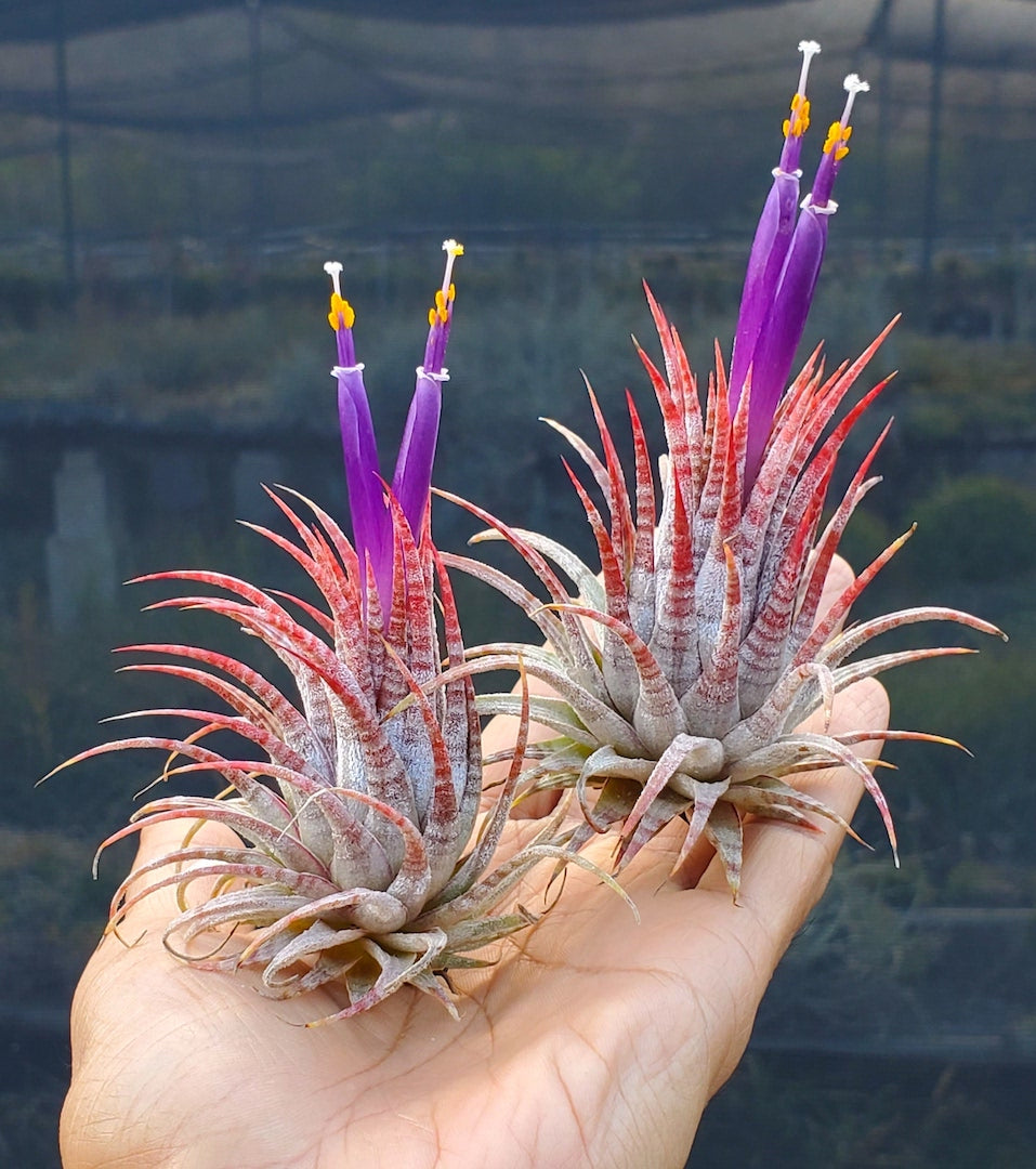 Tillandsia ionantha Hawaiian Zebra. (ionantha Hawaiian Lavender x ionantha Zebrina