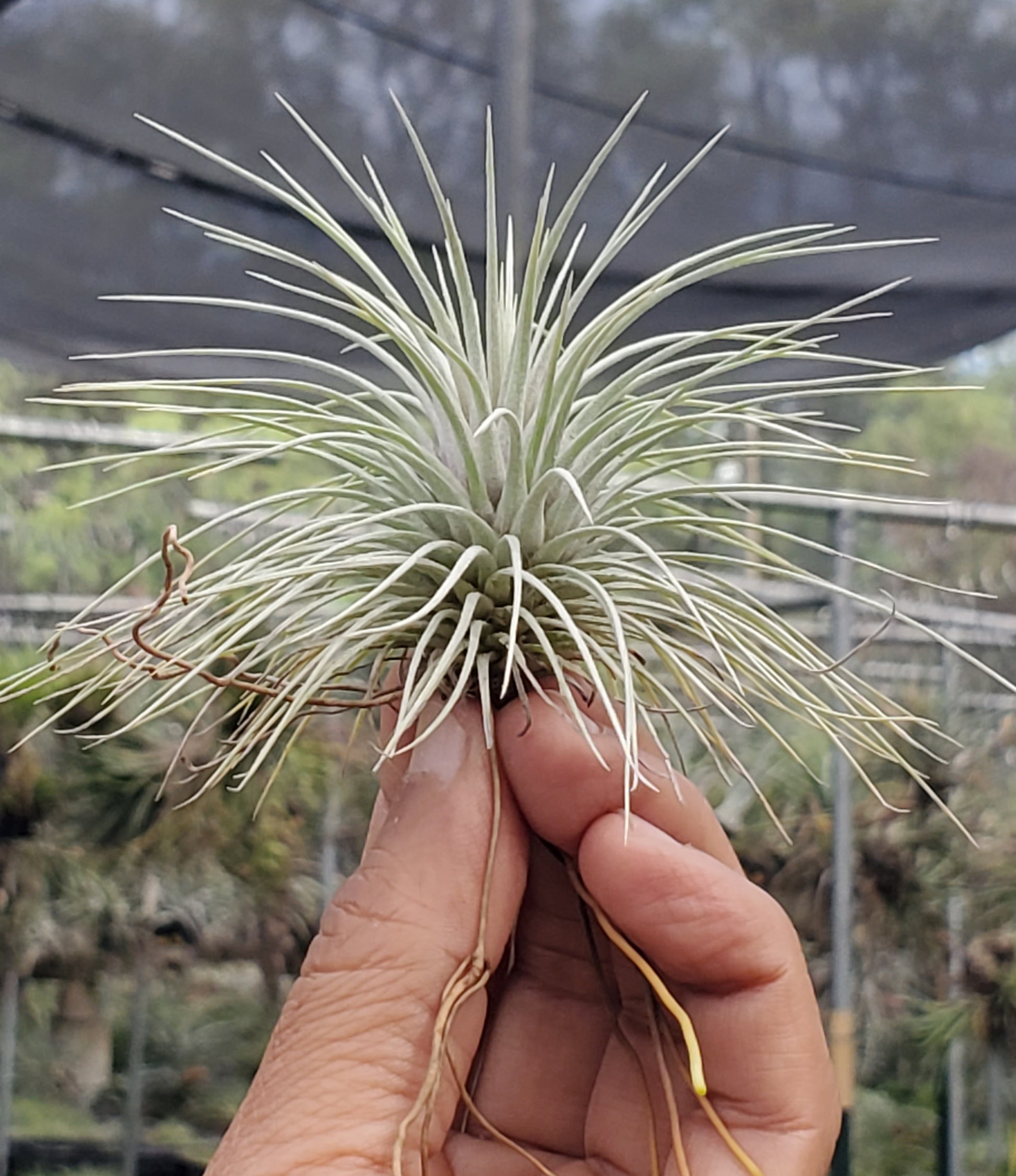 air plant argentea tillandsia Tillandsia argentea