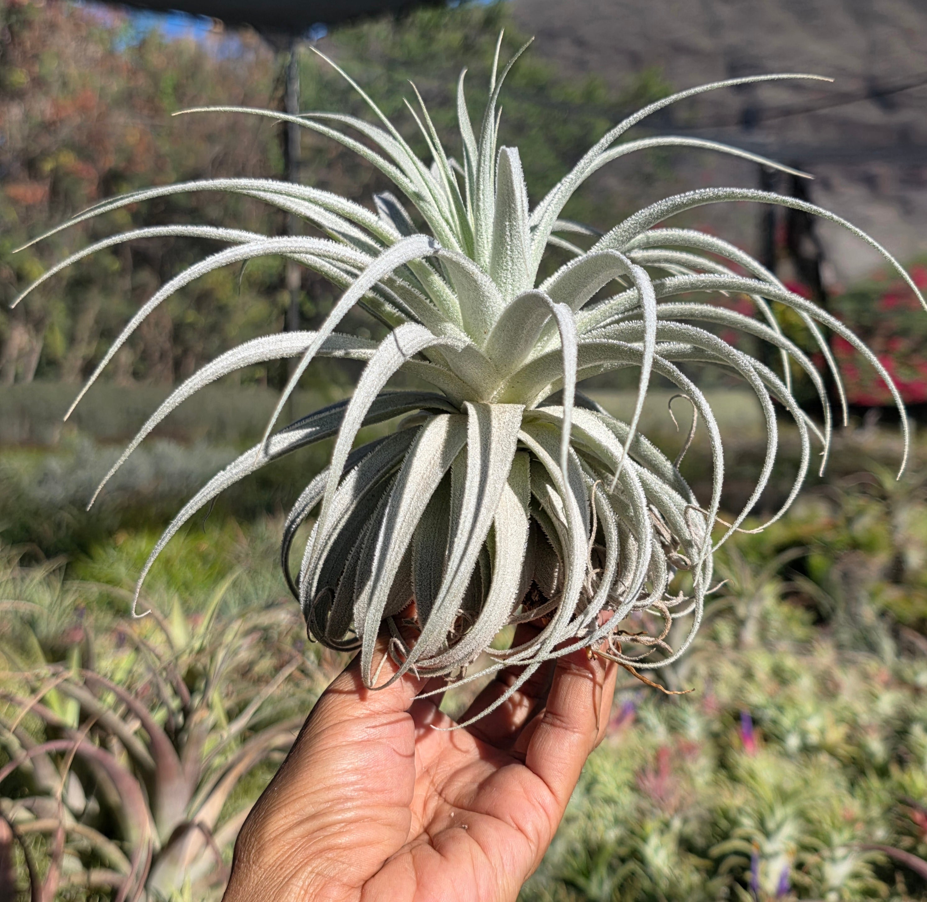 Tillandsia gardneri rupicola. (size large) – Tillandsia In Hawaii