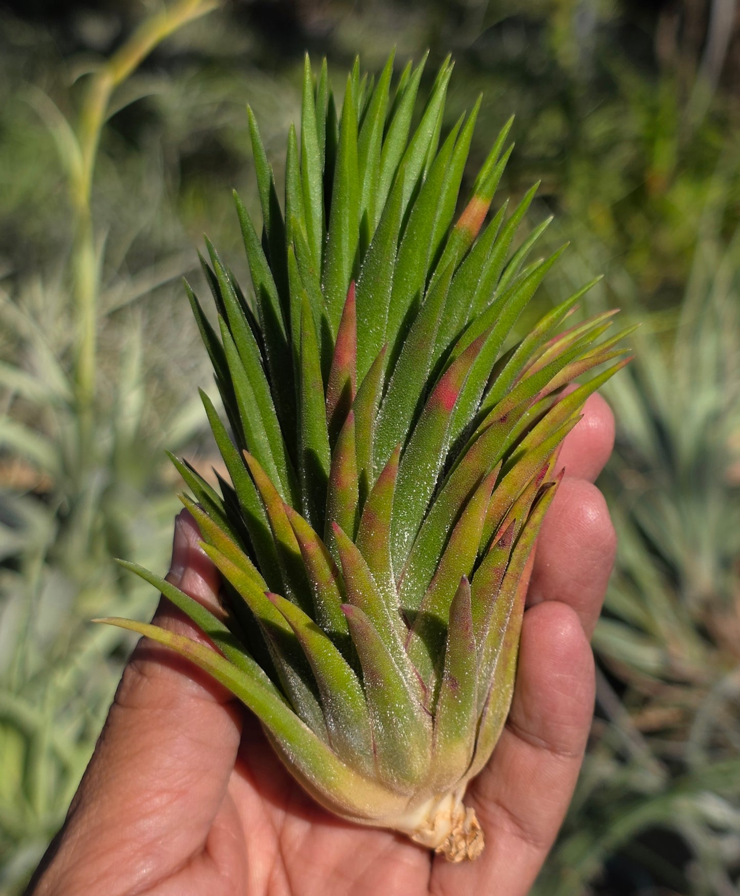 Tillandsia ionantha Apretado BRT