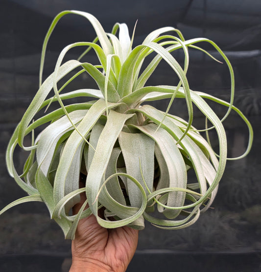 Tillandsia Regal Rene. (streptophylla x chiapensis)