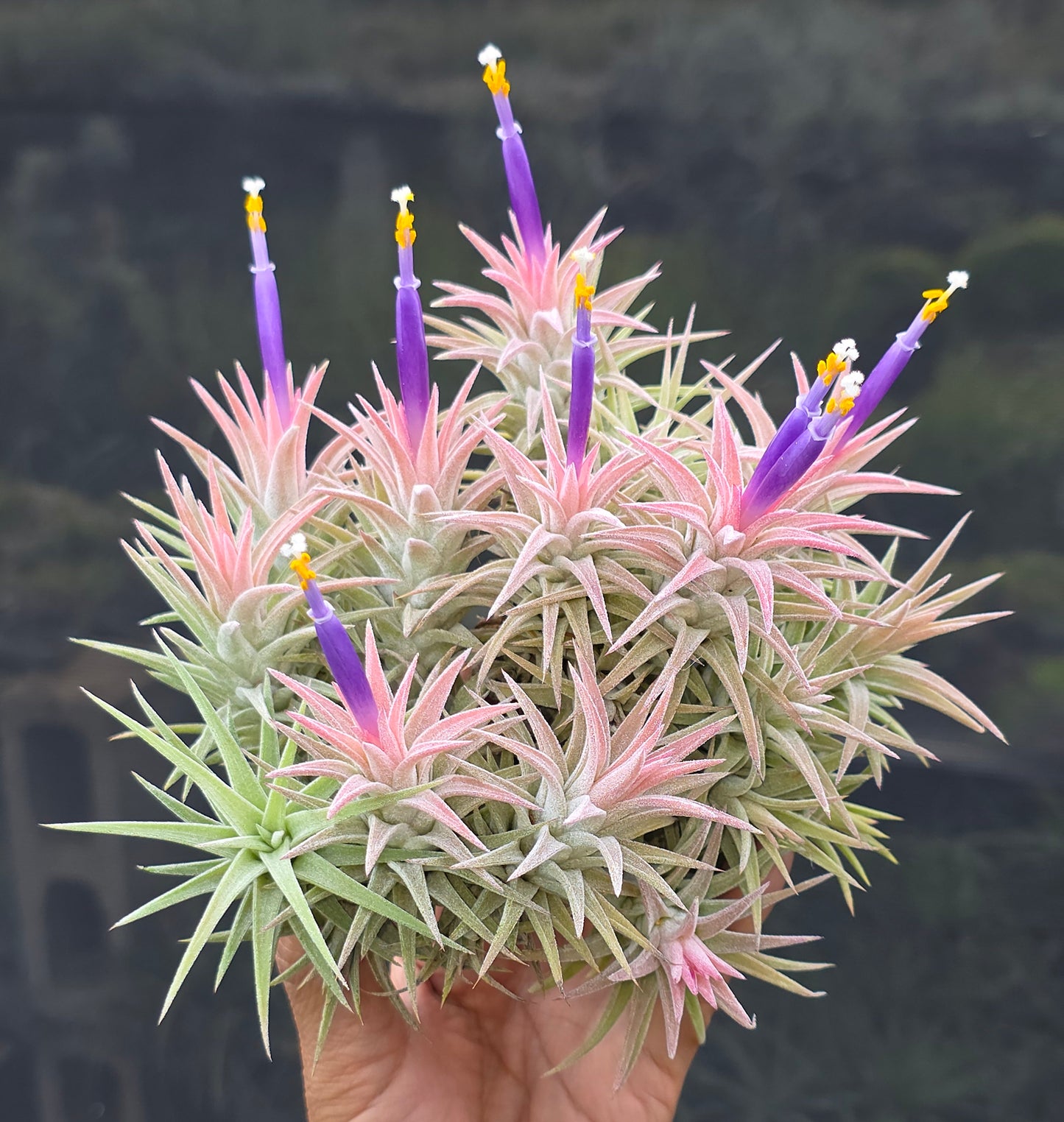 Tillandsia ionantha vanhyningii (pink form)