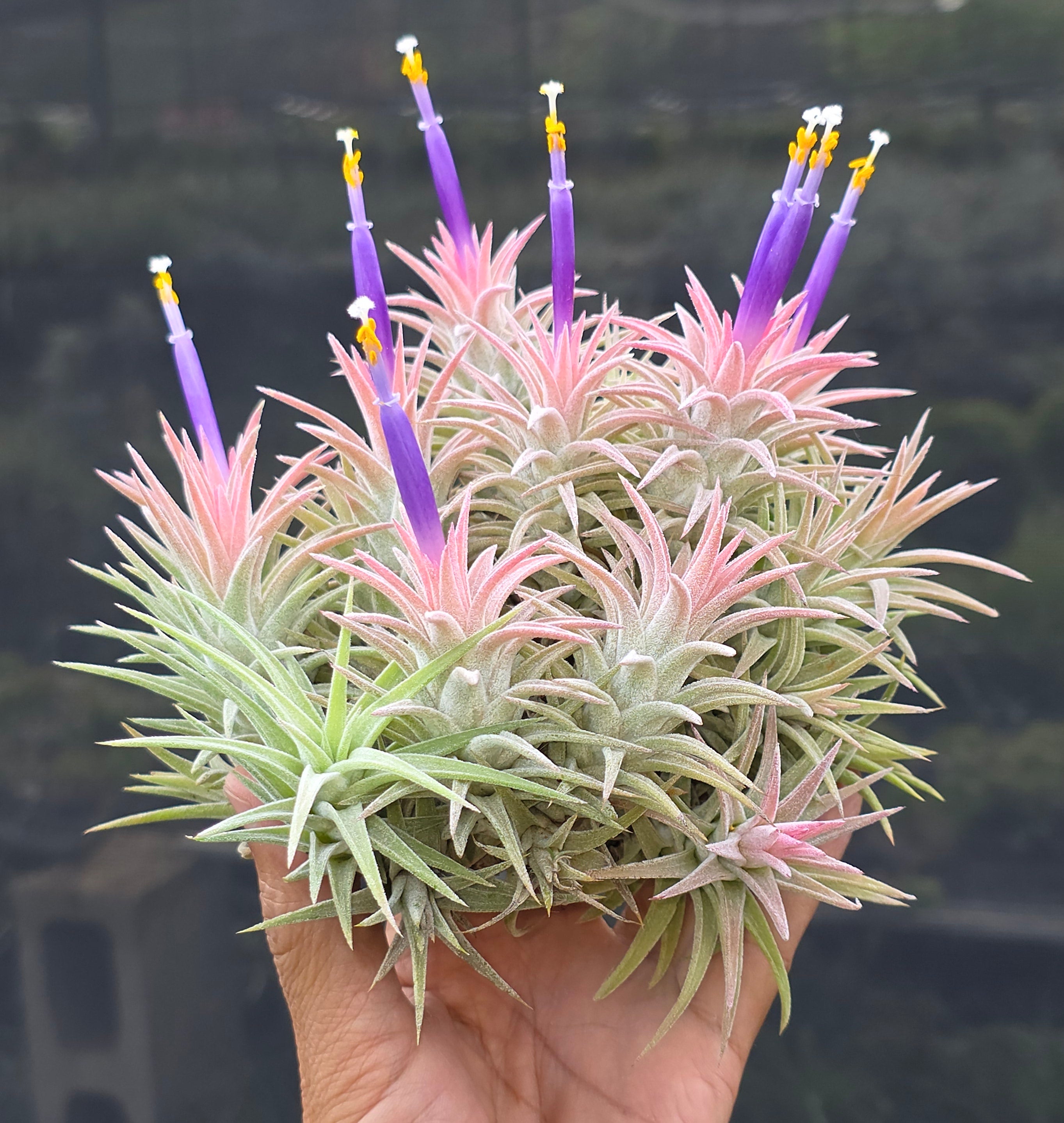 Tillandsia ionantha vanhyningii (pink form) – Tillandsia In Hawaii