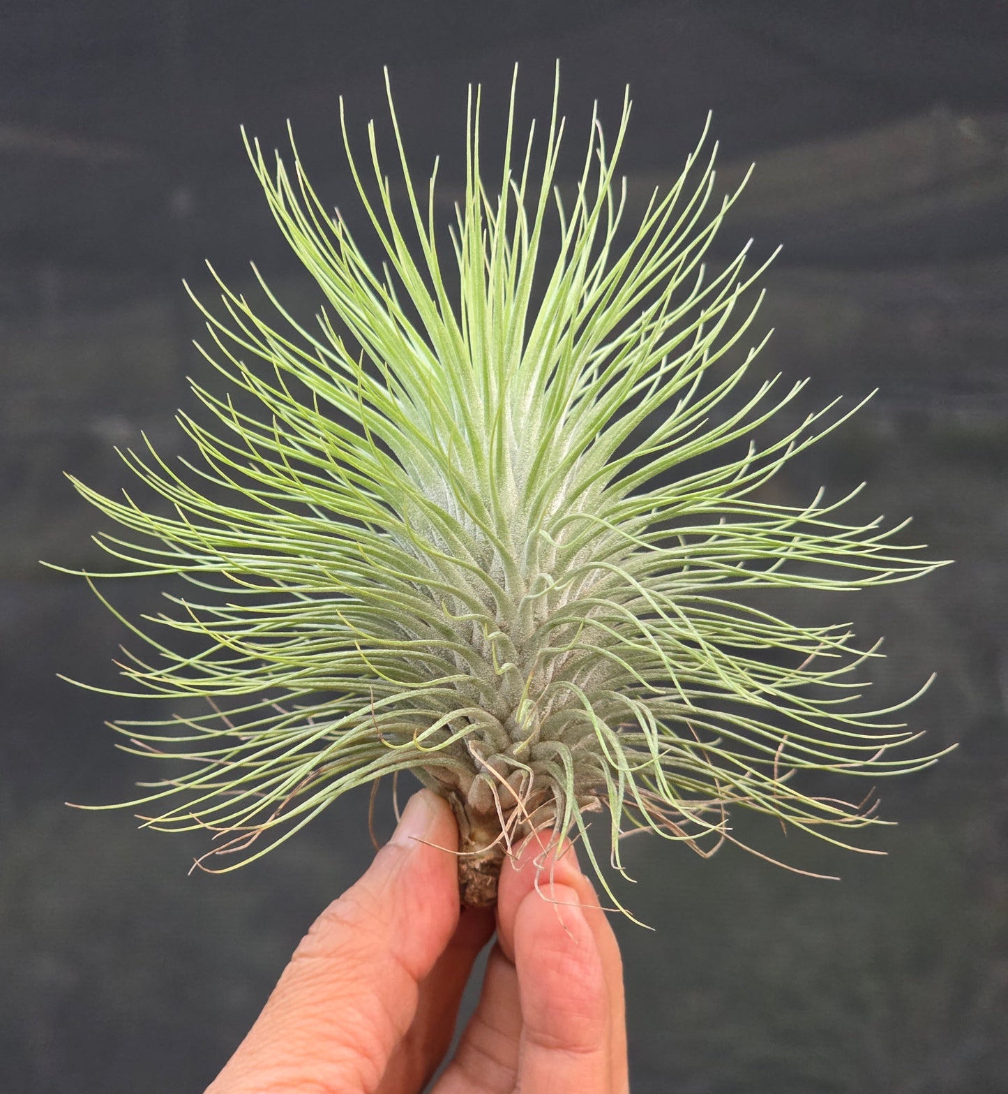 Tillandsia fuchsii x funckiana. Selected, robust form