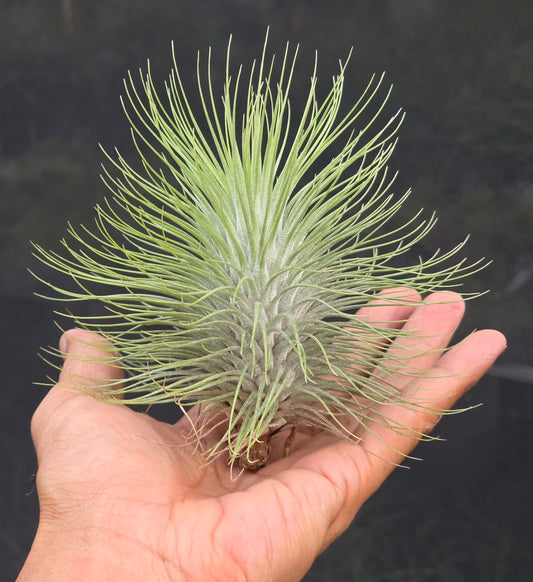Tillandsia fuchsii x funckiana. Selected, robust form