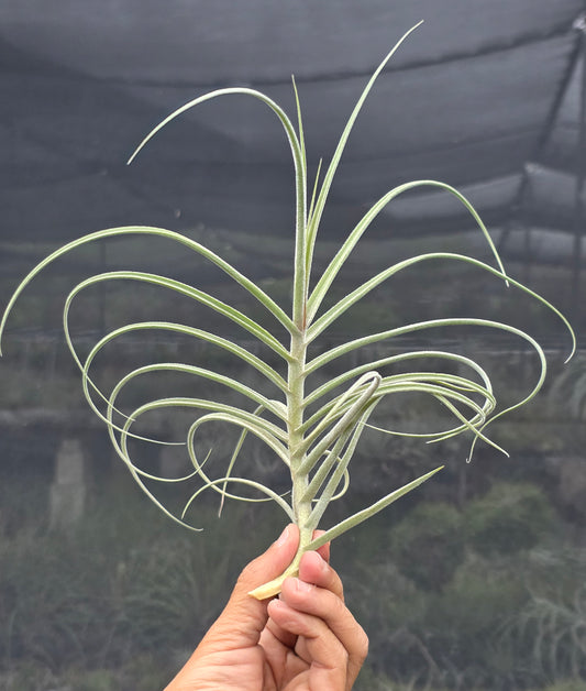 Tillandsia Wonga (mallemontii x duratii)