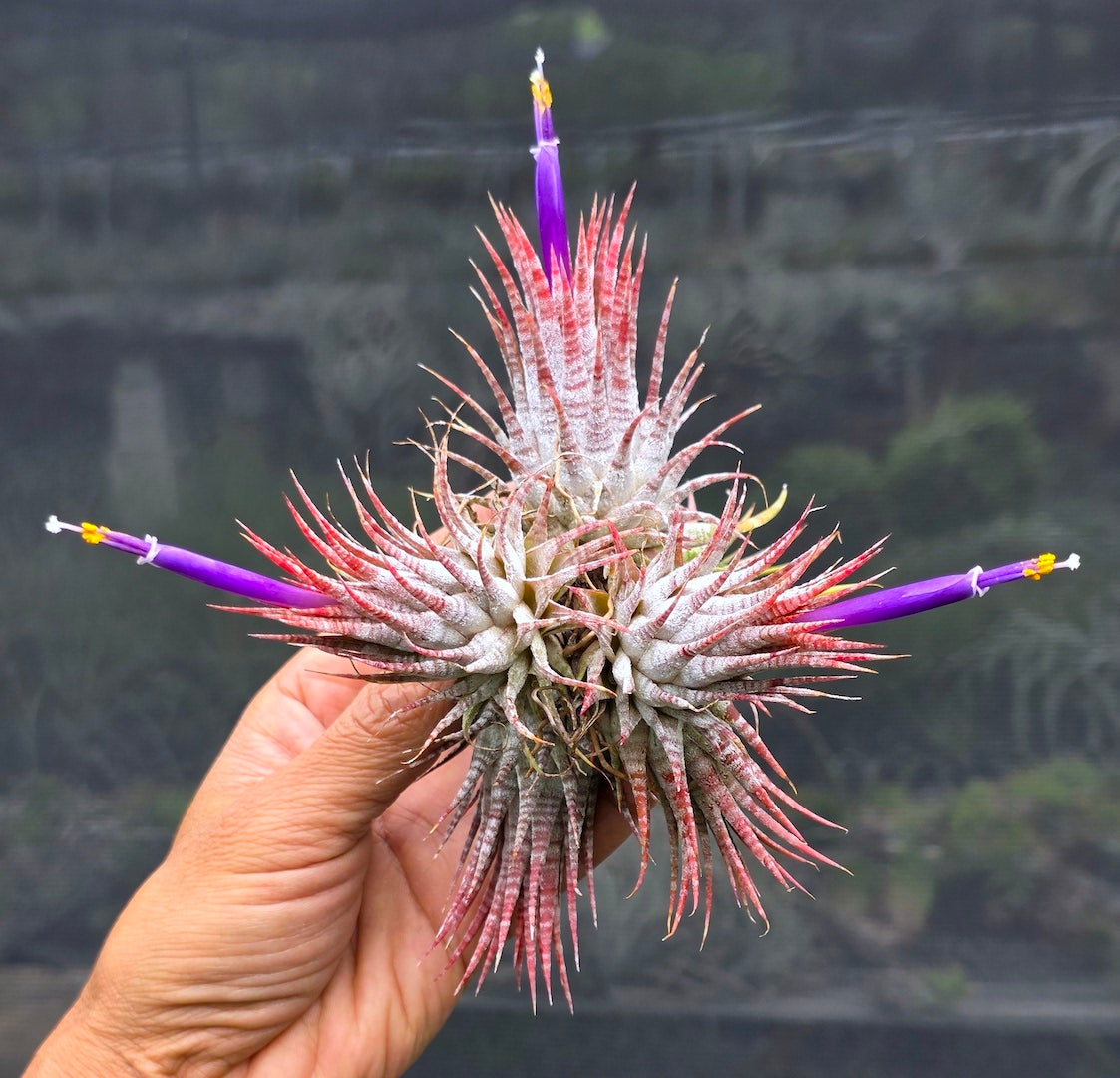 Tillandsia ionantha Hawaiian Zebra. (ionantha Hawaiian Lavender x ionantha Zebrina
