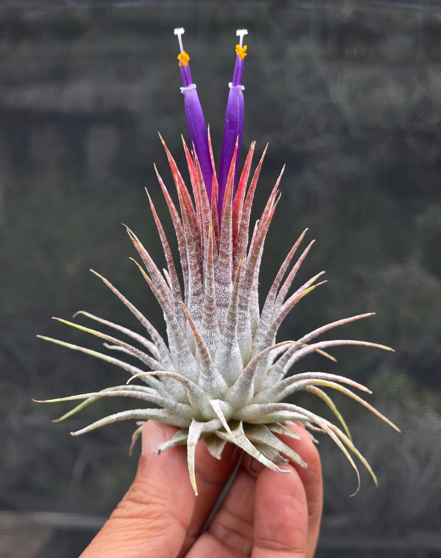 ティランジア・イオナンタ・ゼブリナ