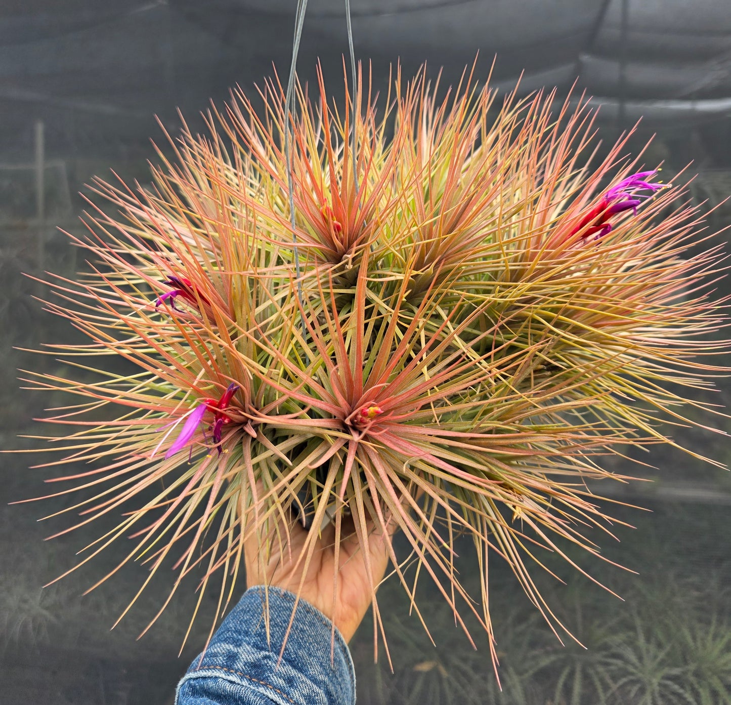 Tillandsia Waikiki. (Califano x funckiana)