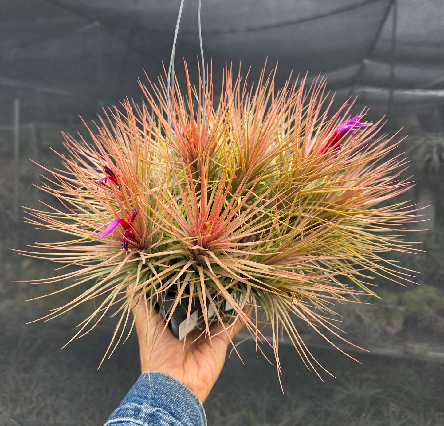 Tillandsia Waikiki. (Califano x funckiana)