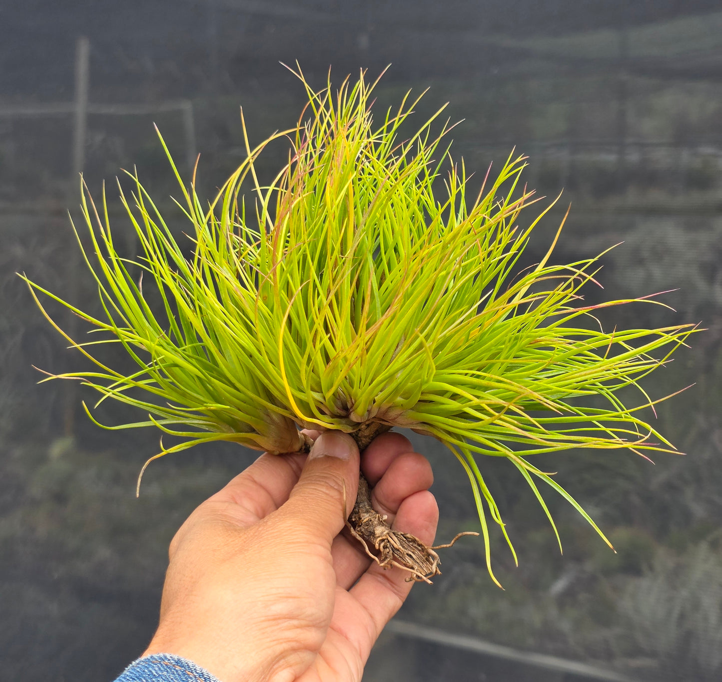 Tillandsia Hawaiian Baby crested. (funckiana x bulbosa large form)