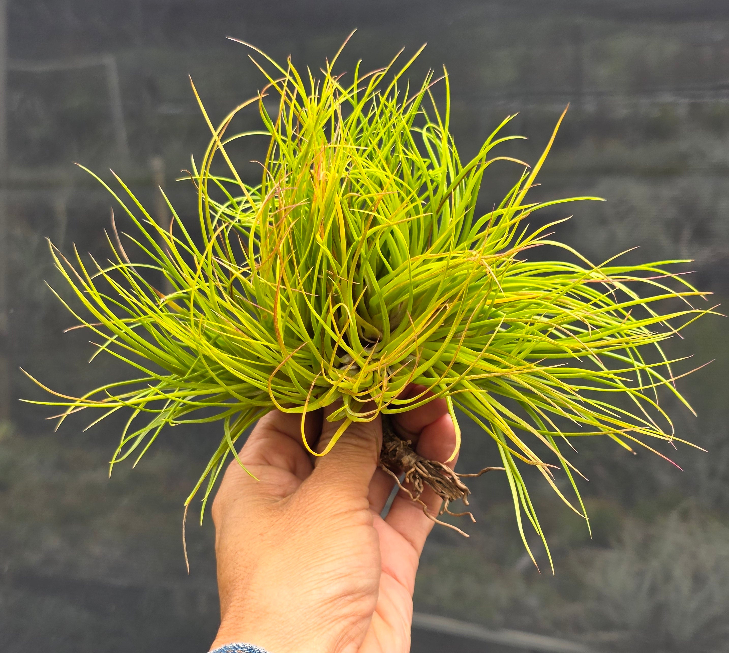 Tillandsia Hawaiian Baby crested. (funckiana x bulbosa large form