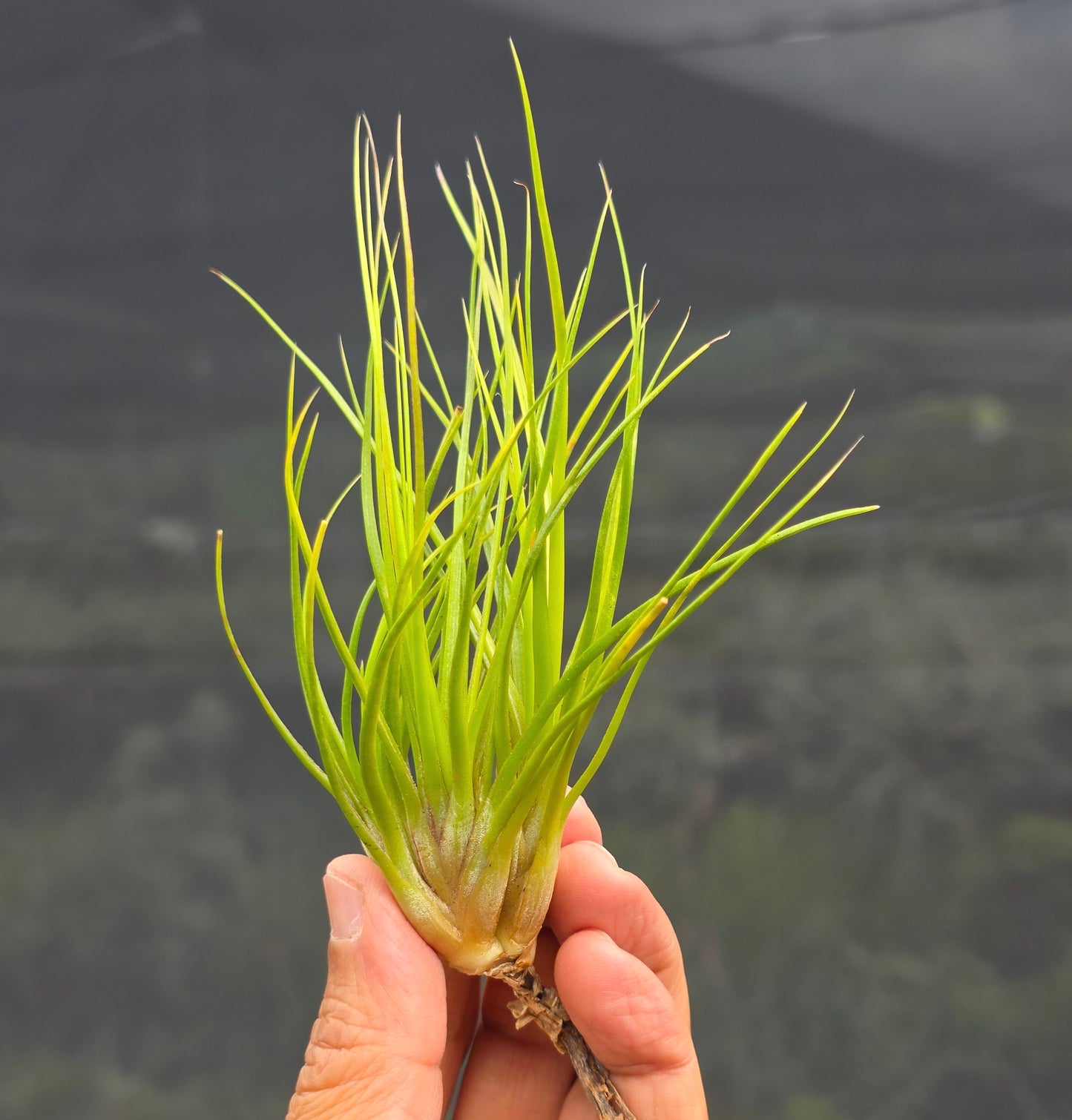 Tillandsia Hawaiian Baby crested. (funckiana x bulbosa large form)