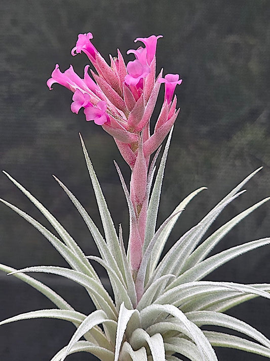 Tillandsia Domingo's Pinku Sugar.  gardneri rupicola pink form x sucrei