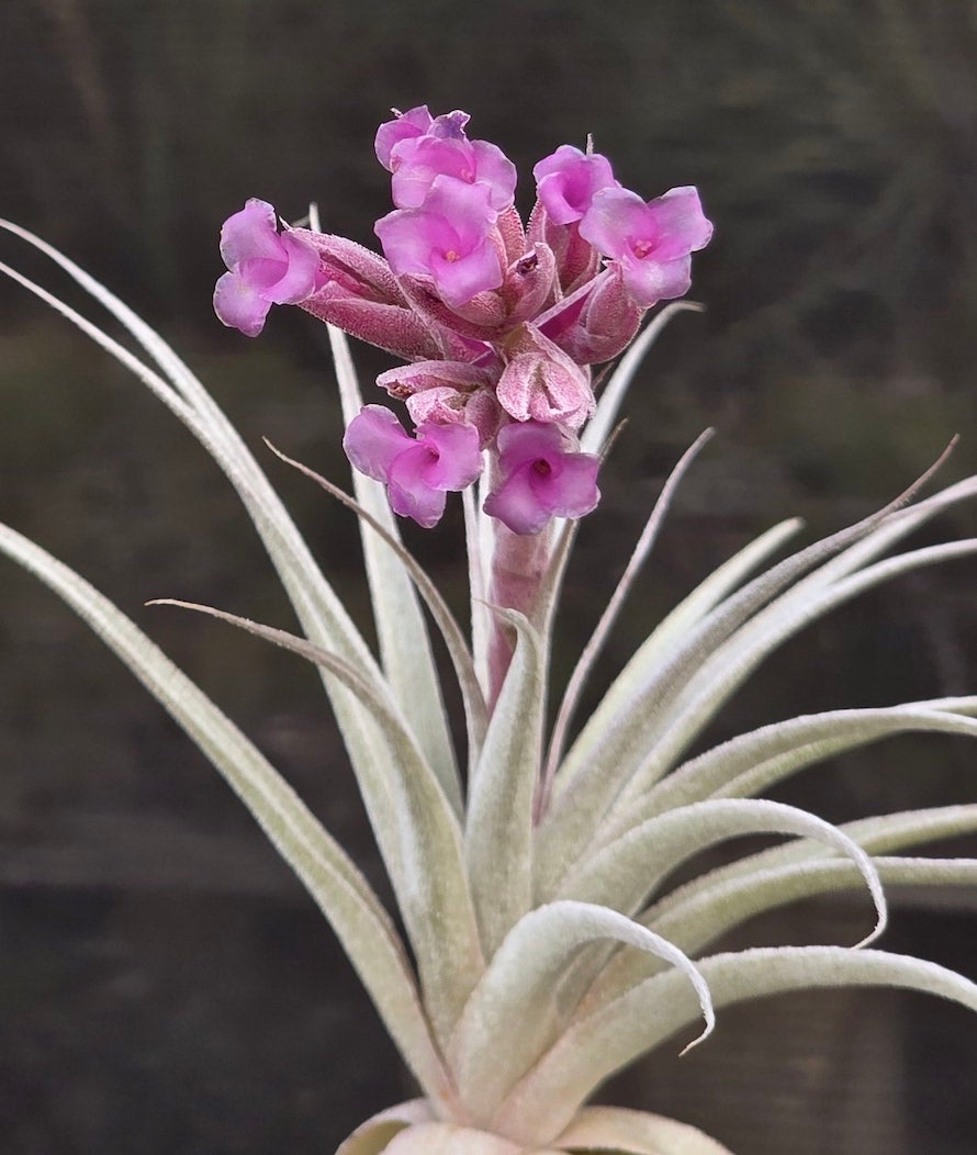 Tillandsia Domingo's Mazenta Sugar.  gardneri rupicola purple form x sucrei.