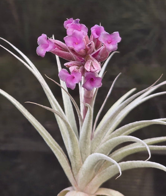 Tillandsia Domingo's Mazenta Sugar.  gardneri rupicola purple form x sucrei.