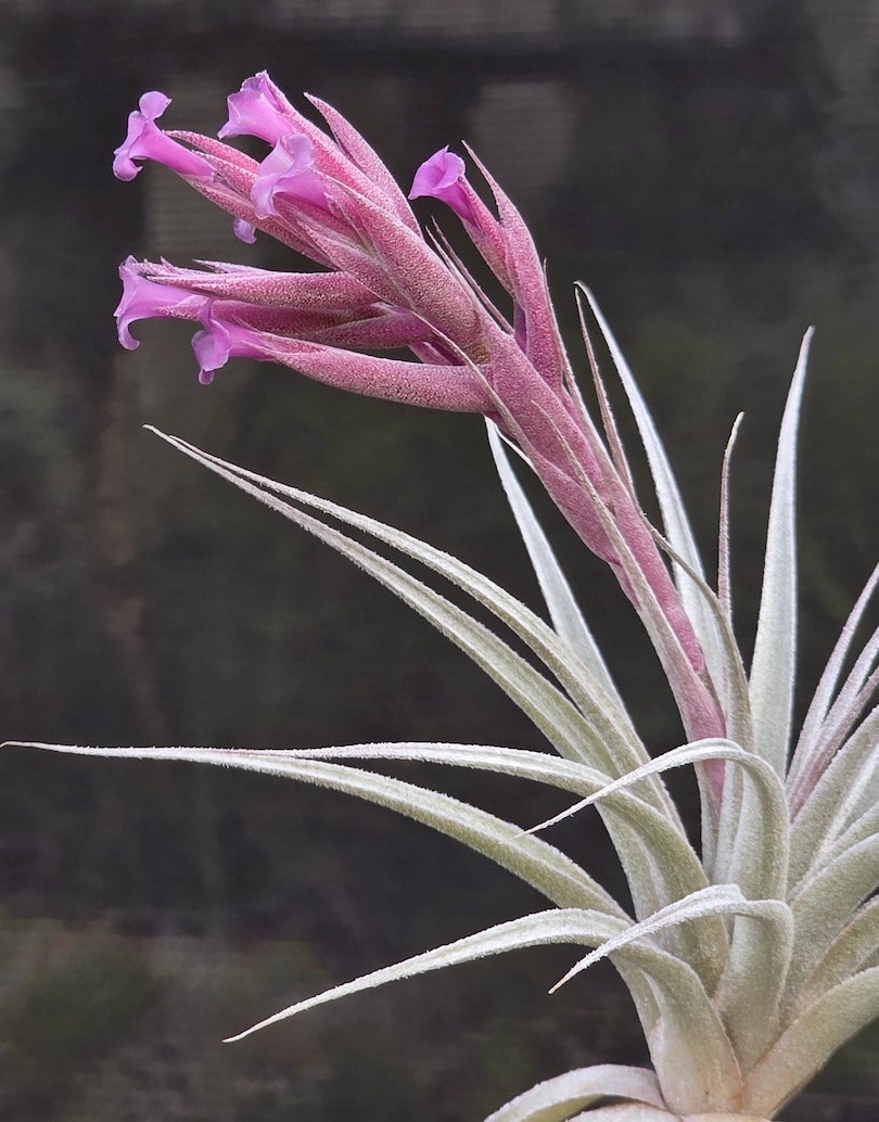 Tillandsia Domingo's Mazenta Sugar.  gardneri rupicola purple form x sucrei.