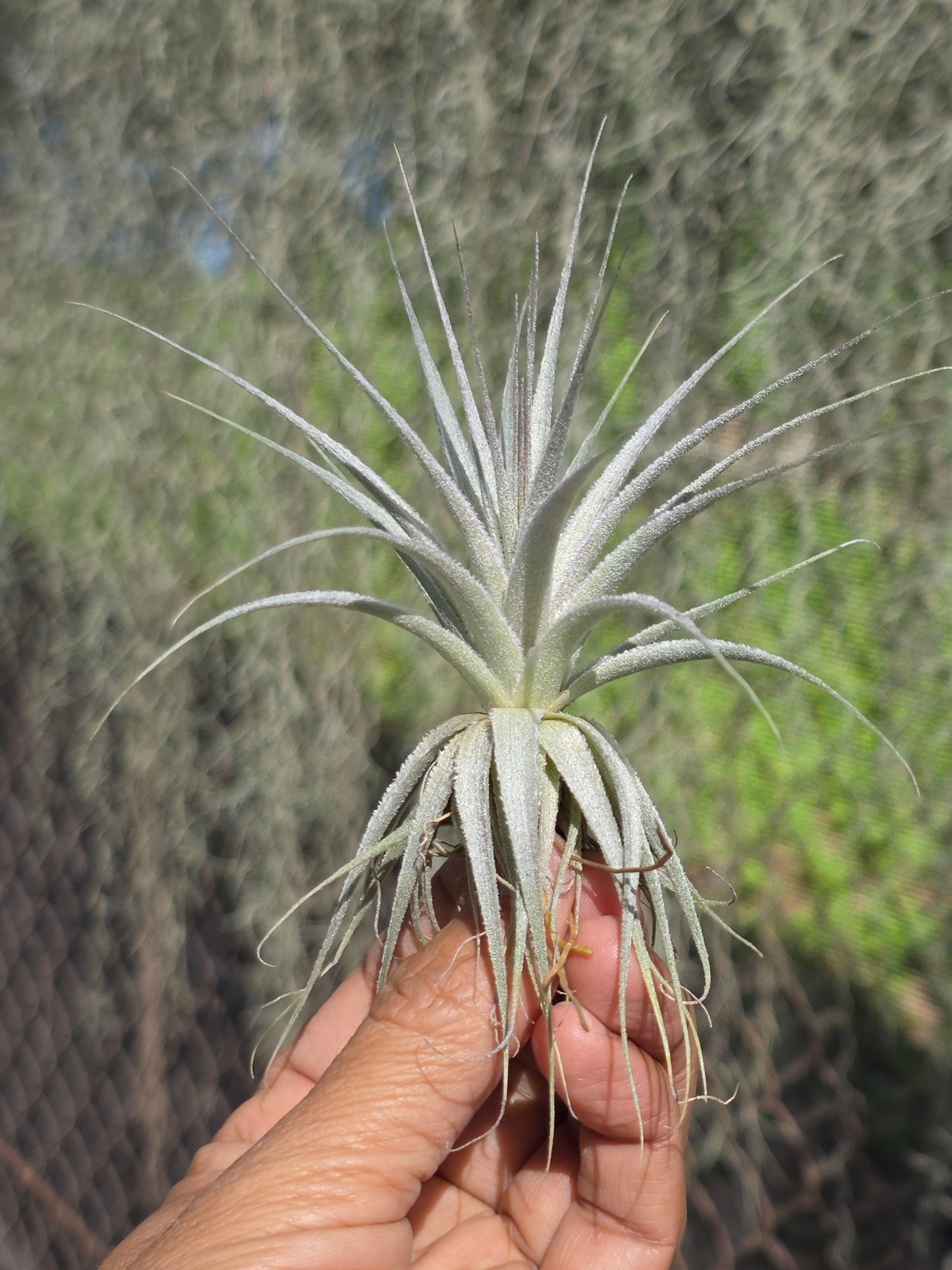 Tillandsia gardneri rupicola purple x gardneri gardneri (seedling)