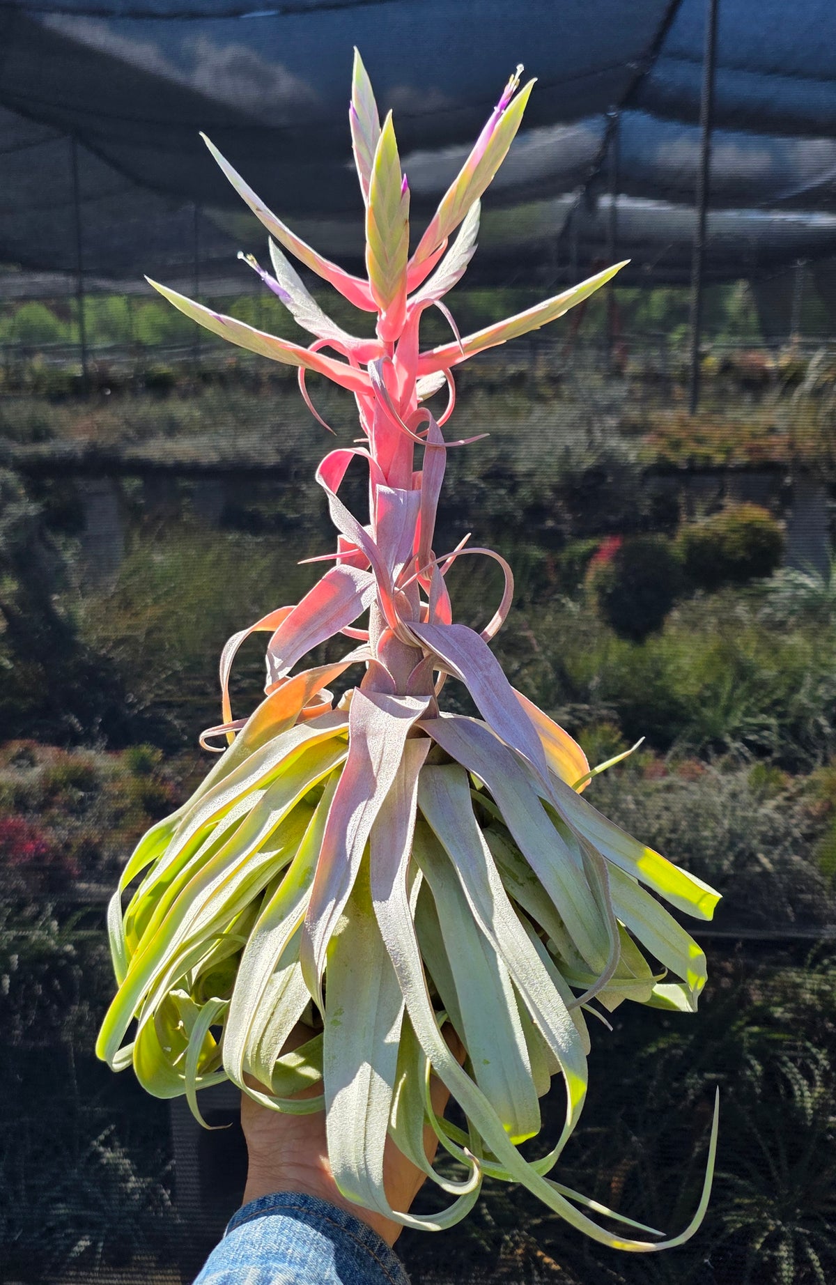 Tillandsia Regal Rene. (streptophylla x chiapensis)
