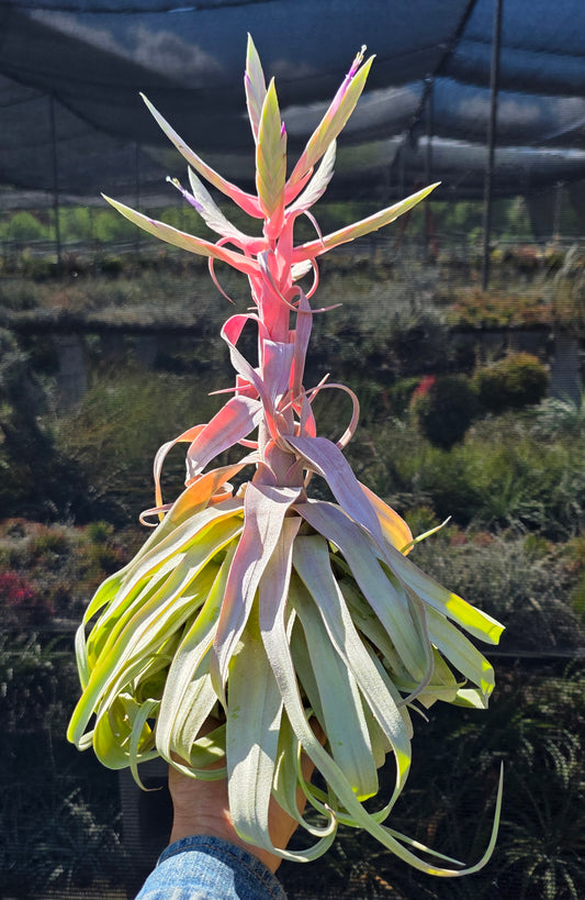 Tillandsia Regal Rene. (streptophylla x chiapensis)