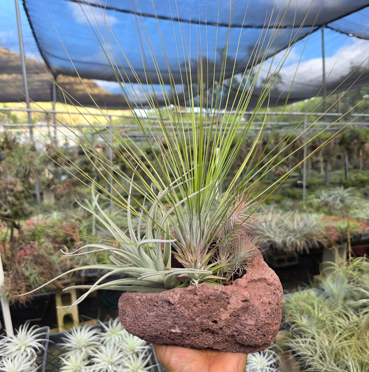 Air plant lava rock centerpiece at Tillandsia In Hawaii lot 3