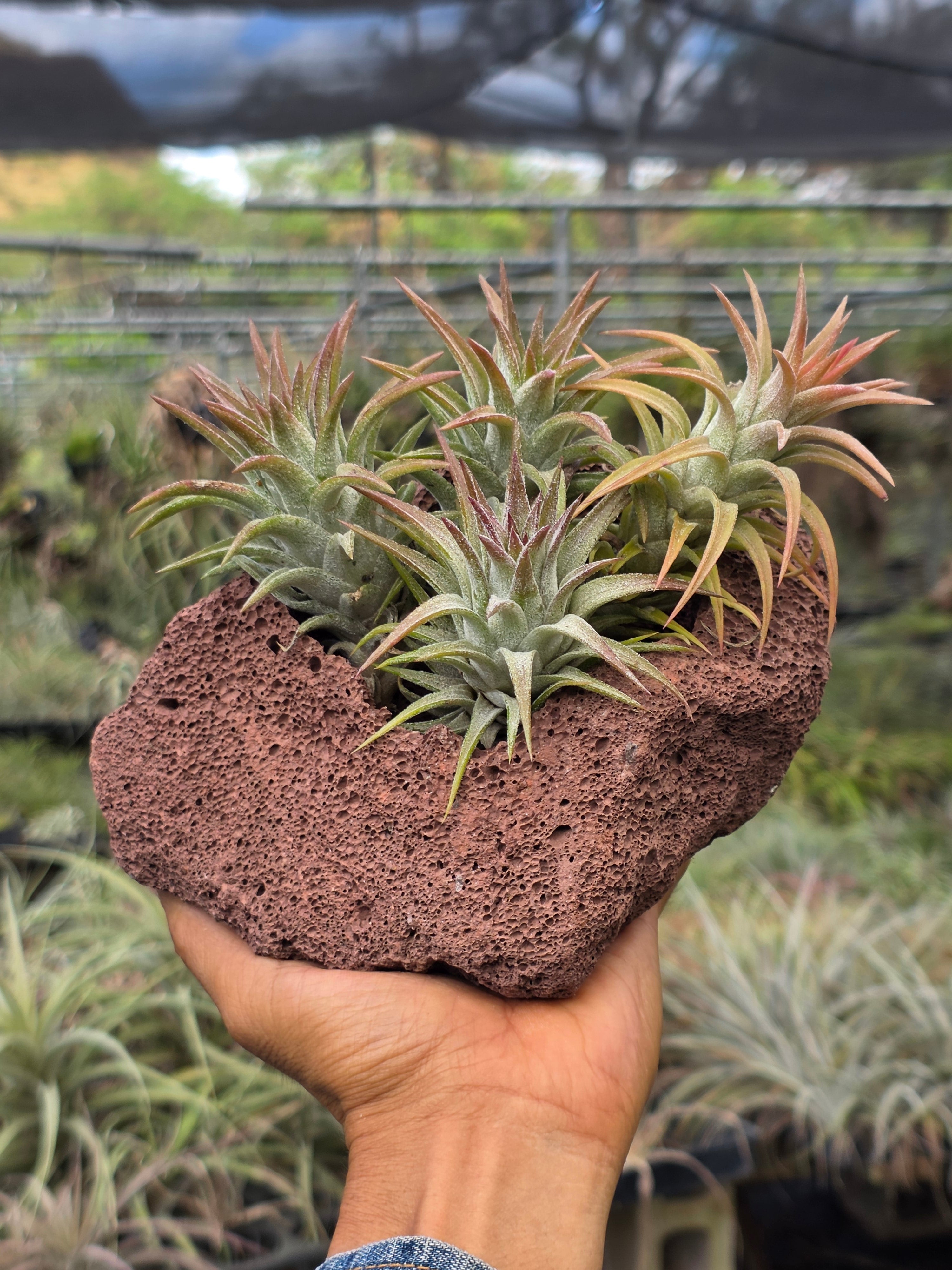 All Tillandsia – Tillandsia In Hawaii