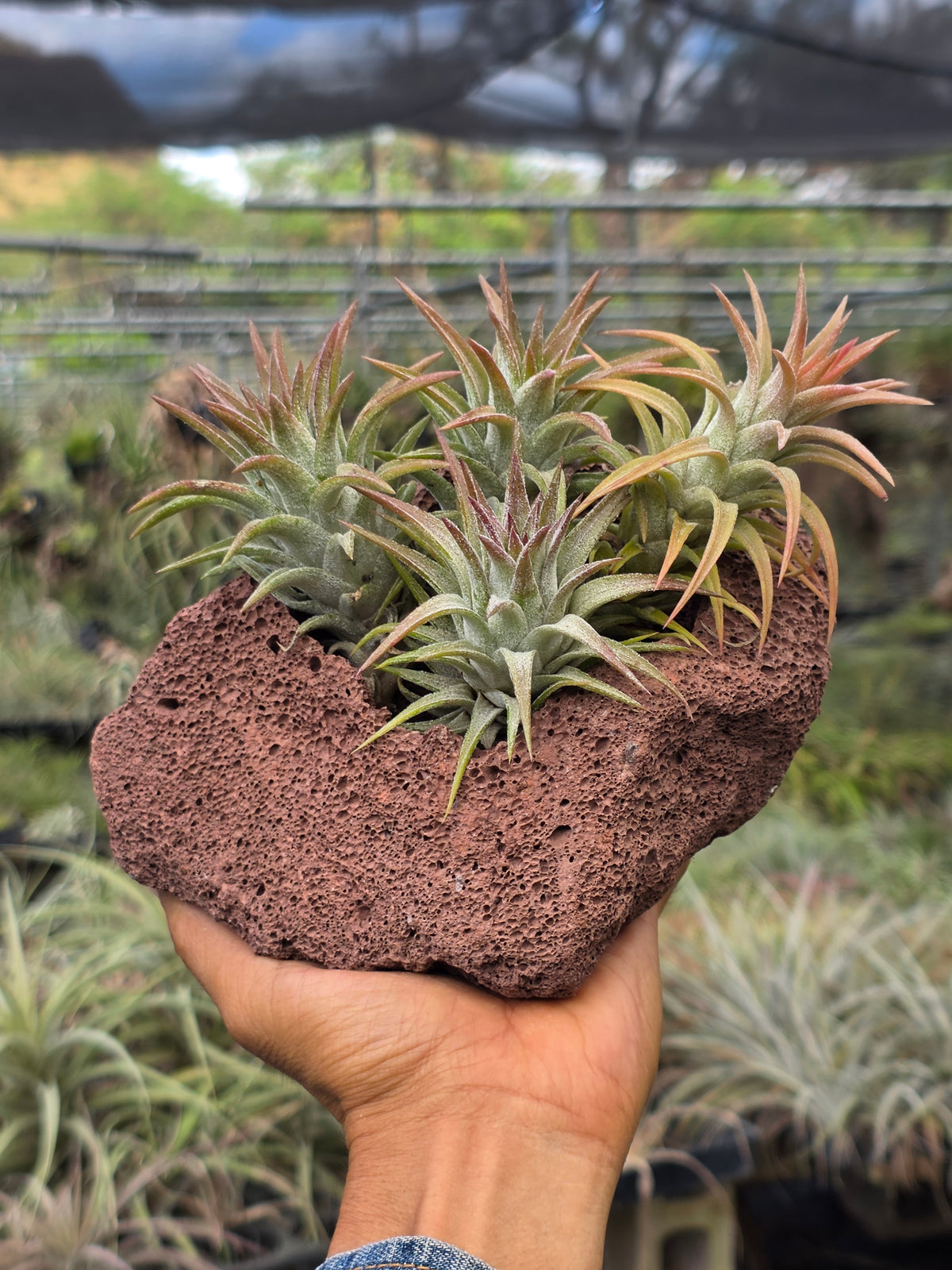 Air plant lava rock centerpiece at Tillandsia In Hawaii lot 2