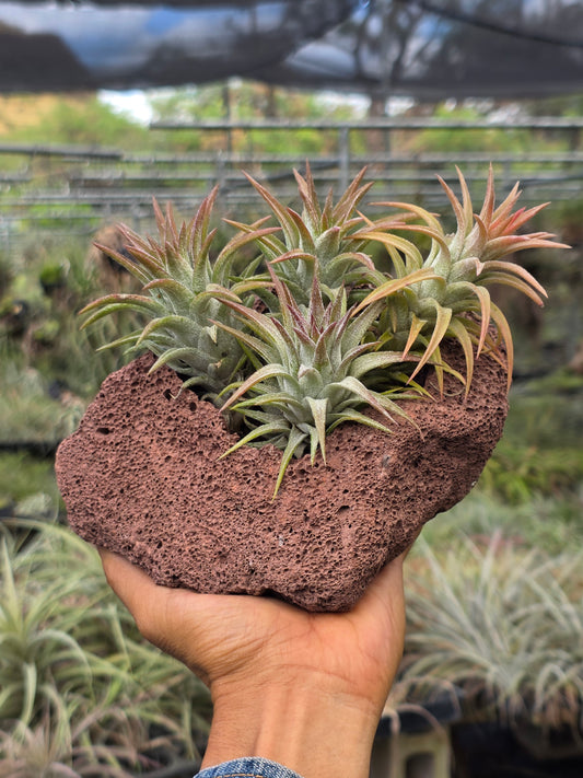 Air plant lava rock centerpiece at Tillandsia In Hawaii lot 2