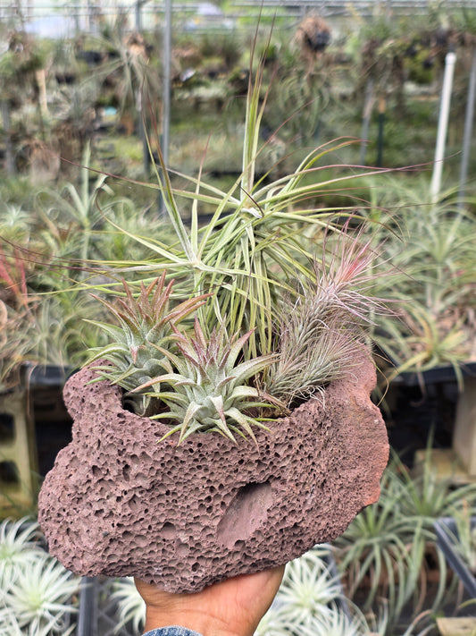 Air plant lava rock center piece at Tillandsia In Hawaii lot 1