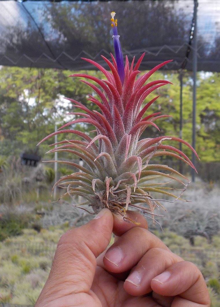 Tillandsia ionantha Hawaiian Red. (ionantha mexico x ionantha vanhyningii)