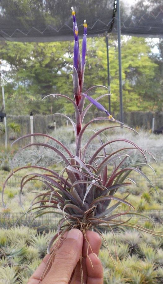 Tillandsia capitata domingensis