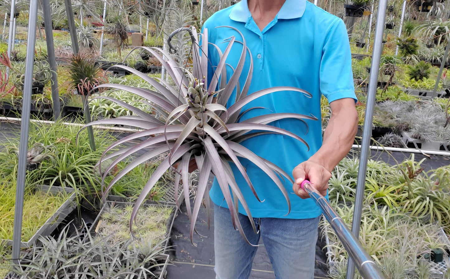 Tillandsia Ice Queen. (chiapensis x Ice Orange)