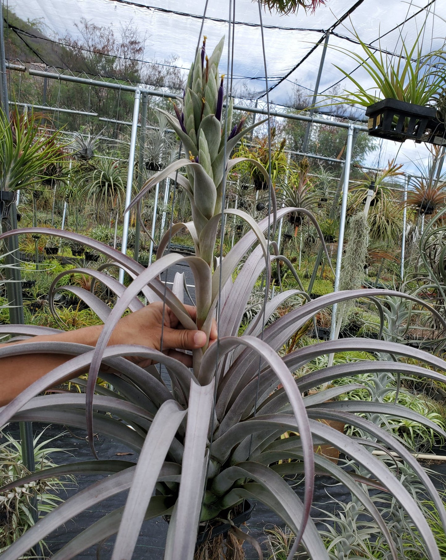 Tillandsia Ice Queen. (chiapensis x Ice Orange)