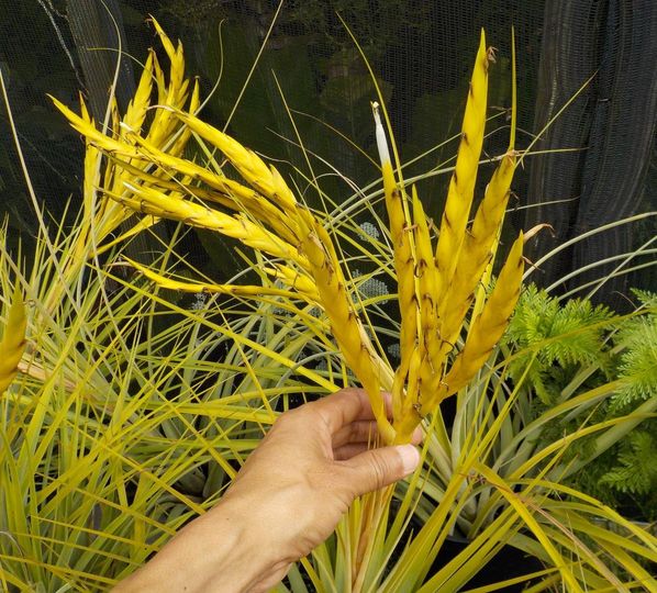 Tillandsia fasciculata alba