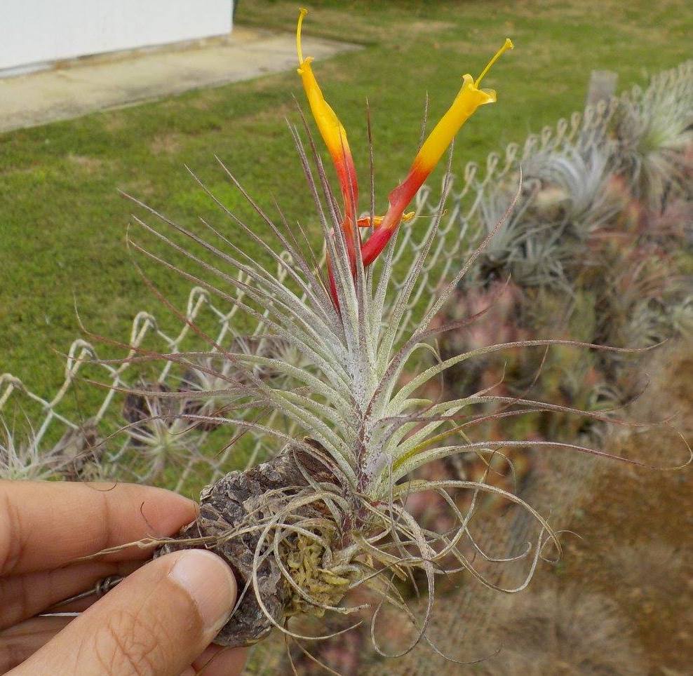 Tillandsia Kamiya Delite. (schiedeana x funckiana)