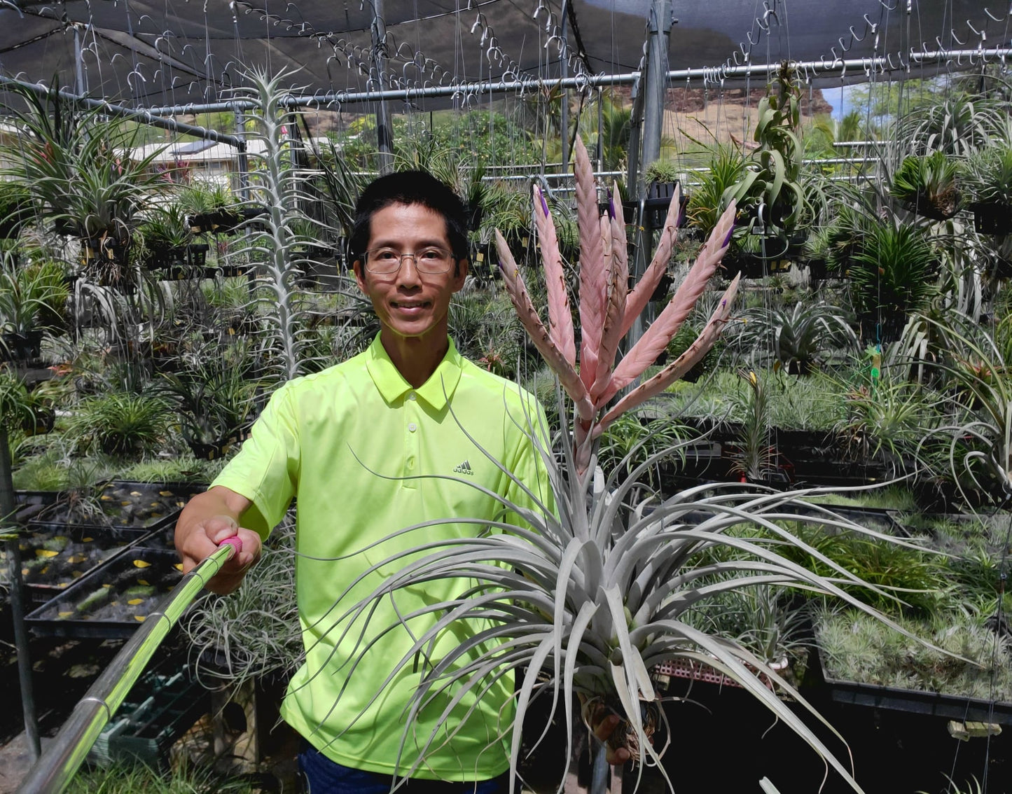 Tillandsia Clara Kouchalakos. (chiapensis x fasciculata honduras)